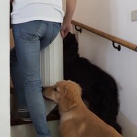 飼い主さんは洗濯物を干しに2階へ