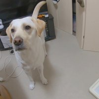 しっぽをフリフリ♪