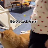 優しさあふれる柴犬、ごまちゃん