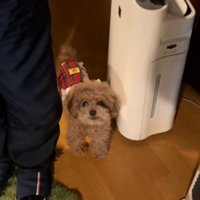 止まるボムさん