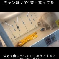 ギャン吠えで目立っていたそう