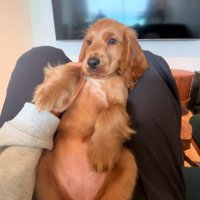 普段の可愛いペンネちゃん