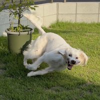 楽しい