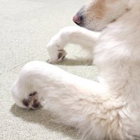 つるちゃんの伏せ2