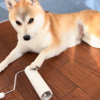 コロコロを要求するクウちゃん