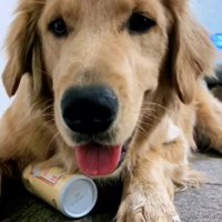 缶を前足で押さえながらこちらを見る犬