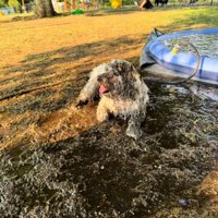 頭まで泥まみれになって、芝生の上に座り込む犬