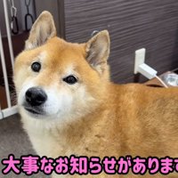 犬に話しかける女性