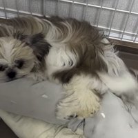 ベッドに寝る犬
