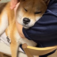抱っこされながら目を細める犬