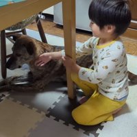 男の子のそばに座って静かにしている犬