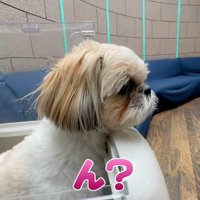 慎重に確認するココちゃん