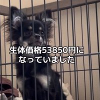 53850円で売れ残っていた