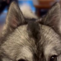 見つめる犬2