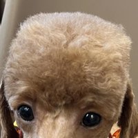 四角く整えられた頭の犬