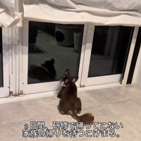 お兄ちゃんの帰りを待つこげまる君2