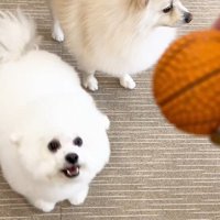 ボールを持ってきてあげたら…