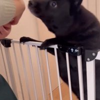 赤ちゃんの頭に鼻を近づける犬