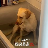 気持ちよさそうなひまわりちゃん