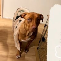 毛布を被ったわんこ