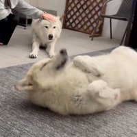 くしゃみするナオちゃん