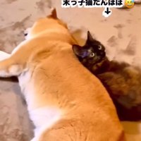 麦太郎くんとたんぽぽちゃん