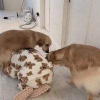 床にうずくまる女性に寄ってくるゴールデン2匹