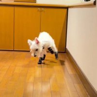 「おいで〜！」