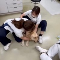 再び体勢を整えて診察に挑む様子