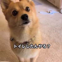 何かを伝えに来たサクちゃん
