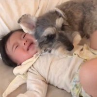 赤ちゃんを枕にするトトちゃん7