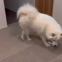 それでも拾って…