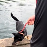 落ちそうになる犬