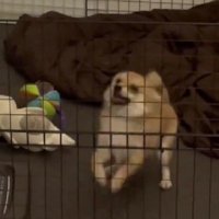 全力で催促するぱんちちゃん♡