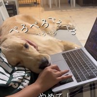 お仕事中の飼い主さんに甘える麹くん5