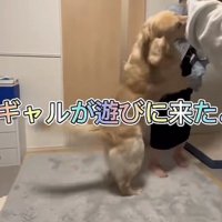 ギャルに抱き着く犬