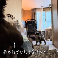 ドアの前に座る茶色いチワワ