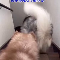 降り方を見せてあげる兄犬