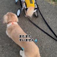 お散歩を楽しむさくらちゃん9