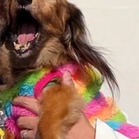 カラフルな服を着た犬