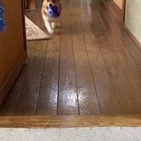 ボールを咥えているロイくん