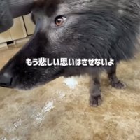 頭を差し出す犬
