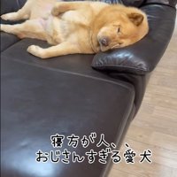 ぽぽ太くんの寝姿