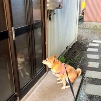 座ってじっと玄関を見つめる犬
