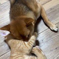 ちゃまるちゃんに抱きつくわさび君