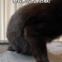 小型犬を怒る猫