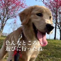 芝生の上で笑顔を見せる犬