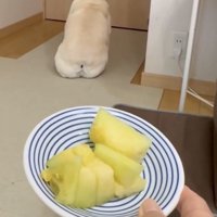 扉を向いて座り続ける犬