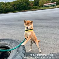立ち上がる柴犬