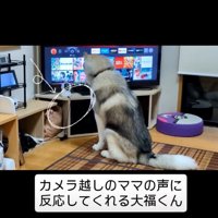 カメラを見る犬3